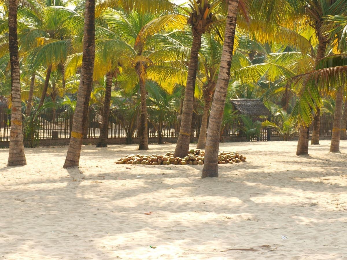 Marari Beach Alleppey: Travel Guide & Tips