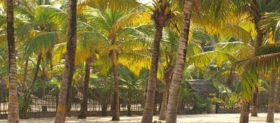 Marari Beach Alleppey: Travel Guide, Things to Do & Honest Tips